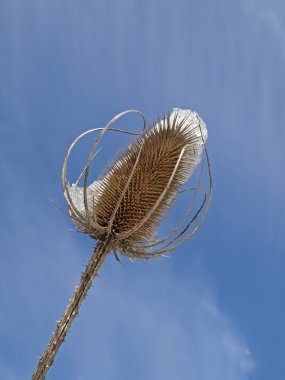 vahşi teasel, ortak teasel, dipsacus sylvetris