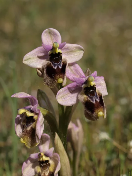 撒丁岛蜂兰花，ophrys tenthredinifera — 图库照片