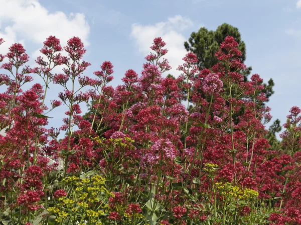 Centranthus ruber, röd Valerianus, jupiters skägg, — Stockfoto