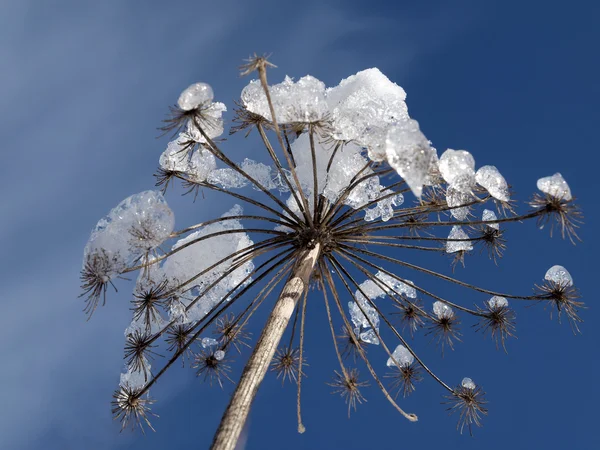 Doldenblütler im Winter, Deutschland, Europa — Stockfoto