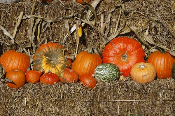 Pumpkins in autumn, Germany — Stock Photo, Image