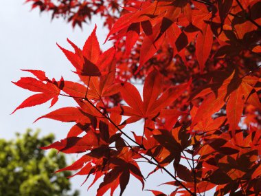 Acer palmatum, Pürüzsüz Japon akçaağacı