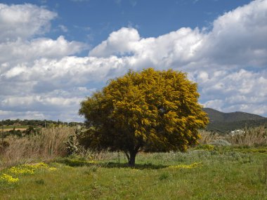 Landscape with acacia tree, Sardinia, Italy clipart
