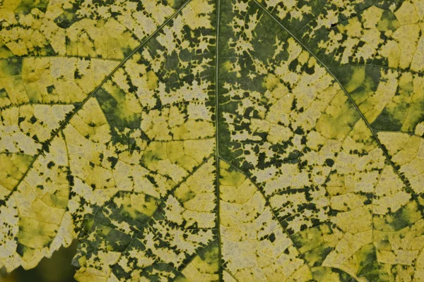 Detalhe da folha verde na Alemanha, Europa — Fotografia de Stock