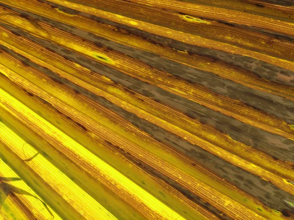 Washingtonia filifera, California Washingtonia — Stock Photo, Image