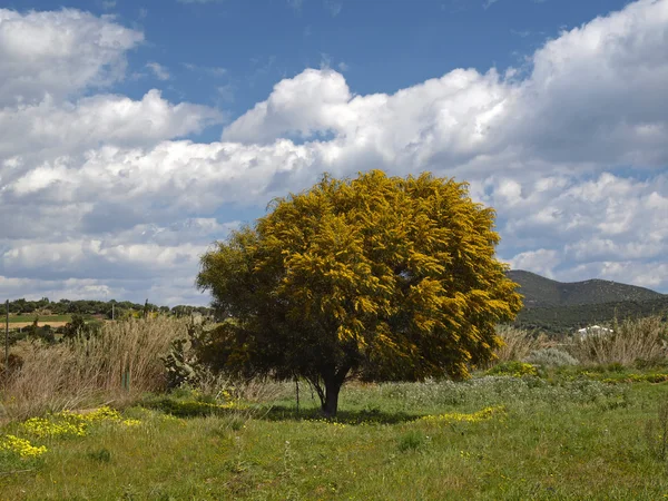 Landschaft mit Akazienbaum, Sardinien, Italien — Stockfoto