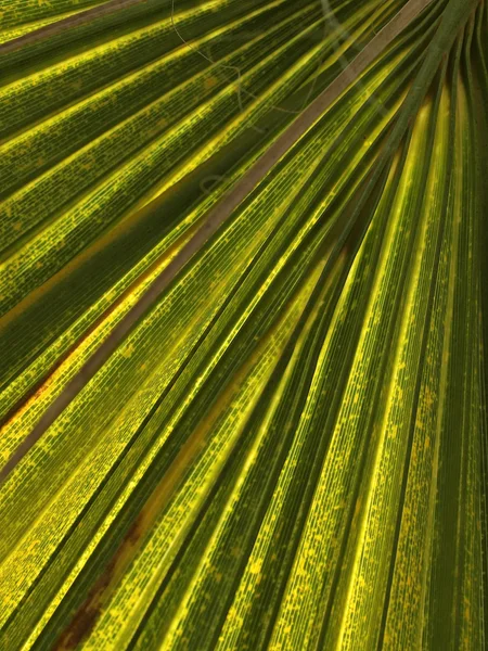 Leaf of a palm tree — Stock Photo, Image