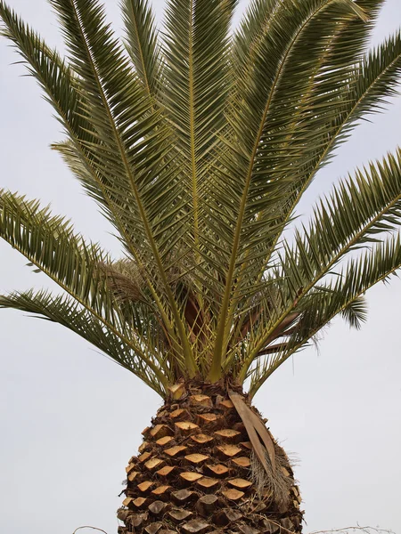 Canarische Eilanden Date Palm, Phoenix canariensis — Stockfoto