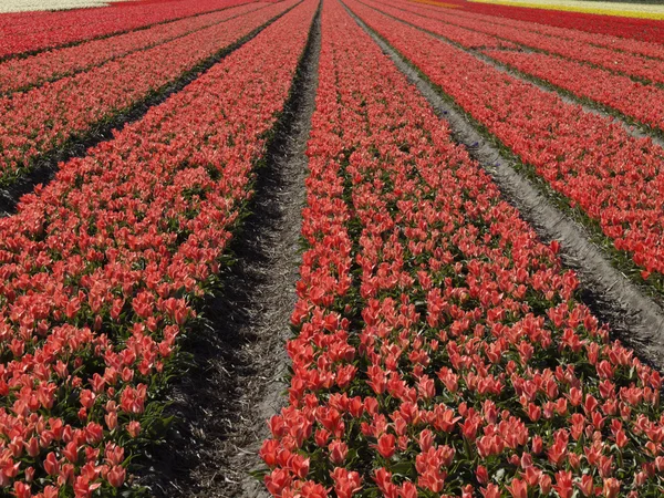 Campo di tulipani vicino a Lisse, Olanda Meridionale, Paesi Bassi, Olanda, Europa — Foto Stock