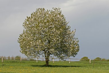 Baharda kiraz ağacı, Hagen, Almanya