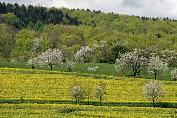 Cherry trees in spring, Hagen, Germany — Stock Photo, Image