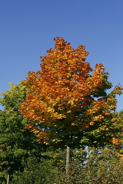 Maple in de herfst — Stockfoto