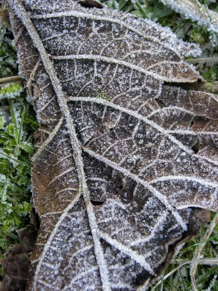 Φύλλα το χειμώνα — Φωτογραφία Αρχείου