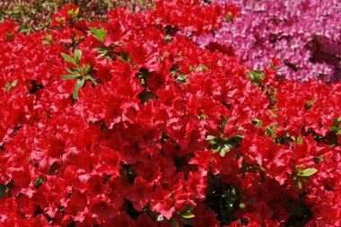 Bahar, rhodoendron Japon azaleas