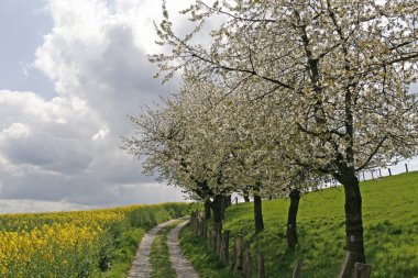 Hagen, Lower Saxony, Almanya 'da tecavüz tarlası ve kiraz ağaçları olan patika