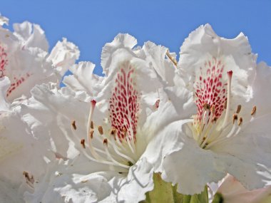 Rhododendron, White Azalea in spring clipart