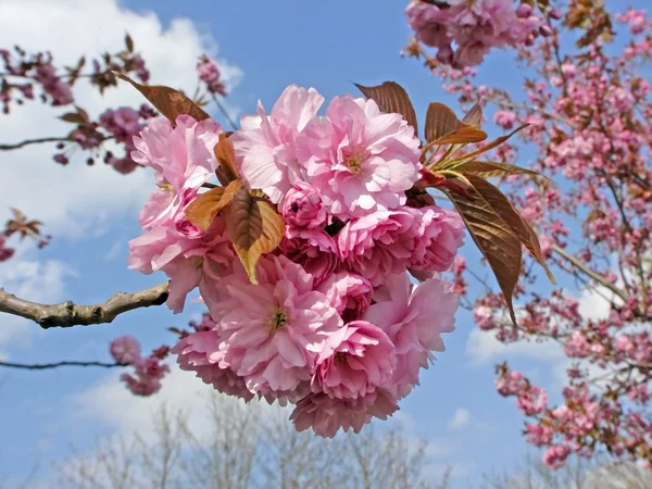 Prunus, Japanese cherry tree in spring — Stock Photo, Image