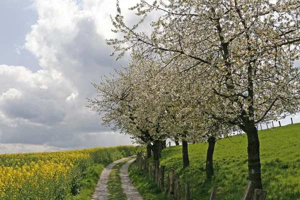 Footpath with rape field and cherry trees in Hagen, Lower Saxony, Germany — Stock Photo, Image