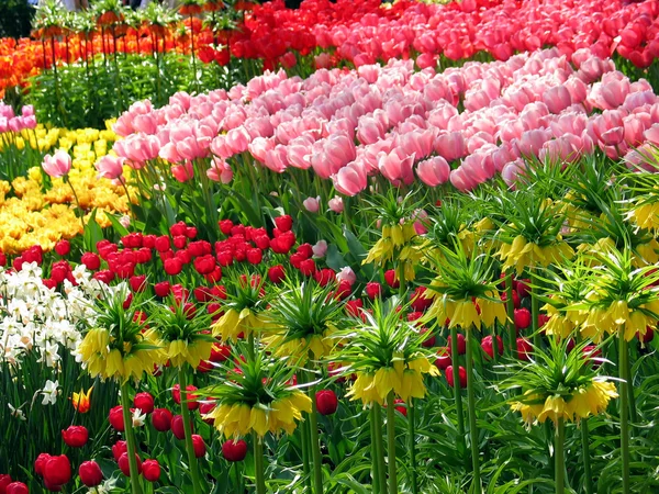 Kvetoucí zahrada na jaře s tulipány, Nizozemsko, Evropa — Stock fotografie