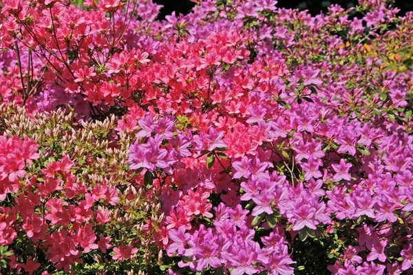Rhododendron, Azáleas na primavera, retroiluminação — Fotografia de Stock