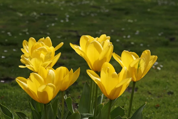 Tulipa sárga purissima, a fosteriana-tulipán — Stock Fotó