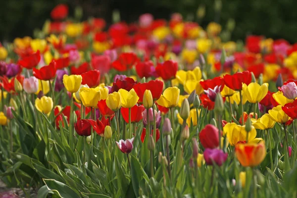 Campo de tulipas na primavera, Baixa Saxônia, Alemanha — Fotografia de Stock