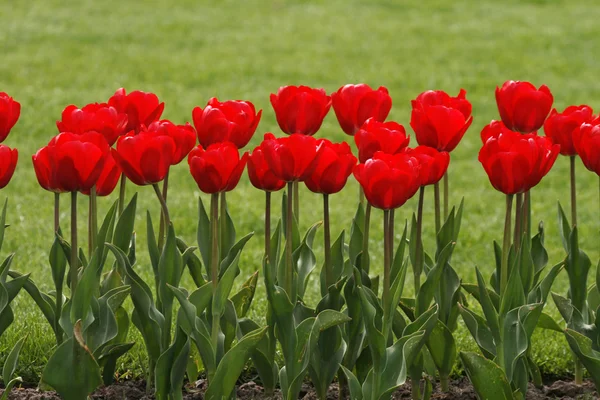 Czerwone tulipany wiosną — Zdjęcie stockowe