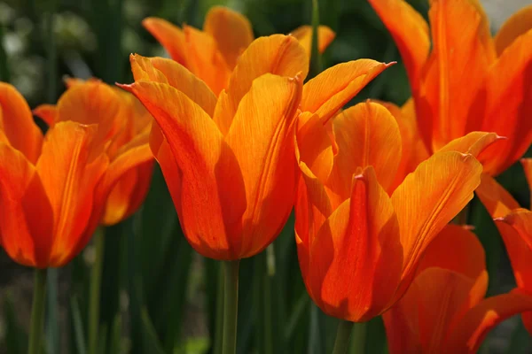 Tulipa vermelha na primavera (luz traseira ) — Fotografia de Stock