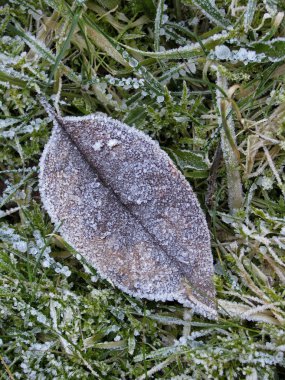 Hoar-frost ile kışın yaprak