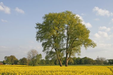 Tree with rape field in Lower Saxony, Germany, Europe clipart