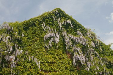 detay (bitki tırmanma) wisteria ile Aşağı Saksonya, Almanya bina.