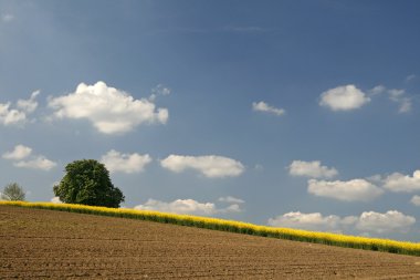 alanı Aşağı Saksonya, Almanya, Avrupa'nın Kolza ve kestane ağacı