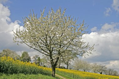 İlkbaharda kiraz ağacı, Aşağı Saksonya, Almanya