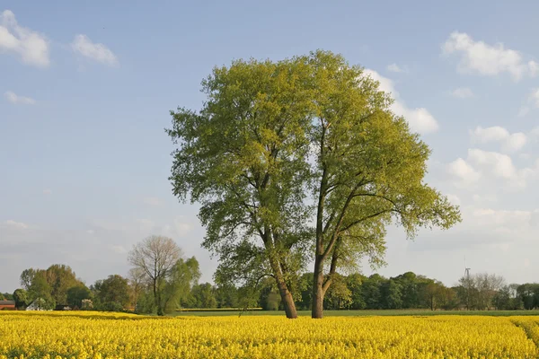 Baum mit Rapsfeld in Niedersachsen, Deutschland, Europa — Stockfoto