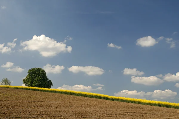 Terreno con colza e castagno in Bassa Sassonia, Germania, Europa — Foto Stock