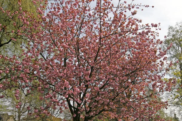 Japanska körsbärsträd i Niedersachsen, Tyskland — Stockfoto
