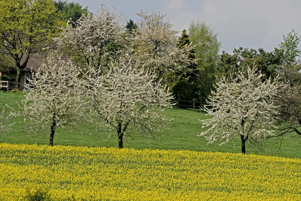 Вишневе дерево у нижній Саксонії, Німеччина навесні — стокове фото