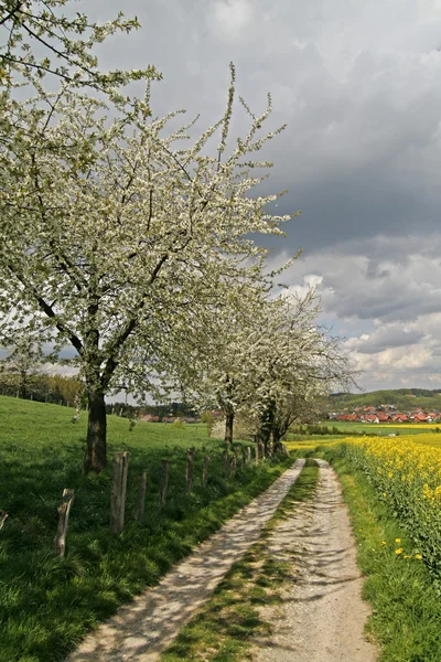 Sentiero pedonale con campo di colza e ciliegi a Hagen, Bassa Sassonia, Germania — Foto Stock