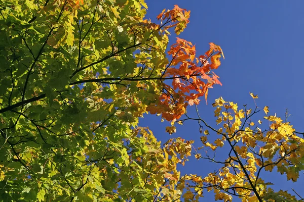 Νορβηγικό σφένδαμο (Acer platanoides) το φθινόπωρο — Φωτογραφία Αρχείου
