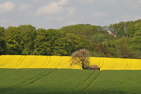 Krajobraz wiosną z wiśniowego drzewa i gwałtu pole, Dolna Saksonia, Niemcy — Zdjęcie stockowe