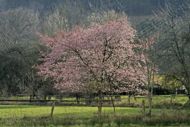 Bahar, Aşağı Saksonya, Almanya, Avrupa Japon kiraz ağacı