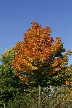 Norveç akçaağaç (Acer platanoides) Güz