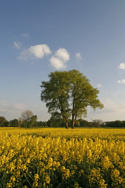 Tree with rape field, Lower Saxony, Germany, Europe — Stock Photo, Image