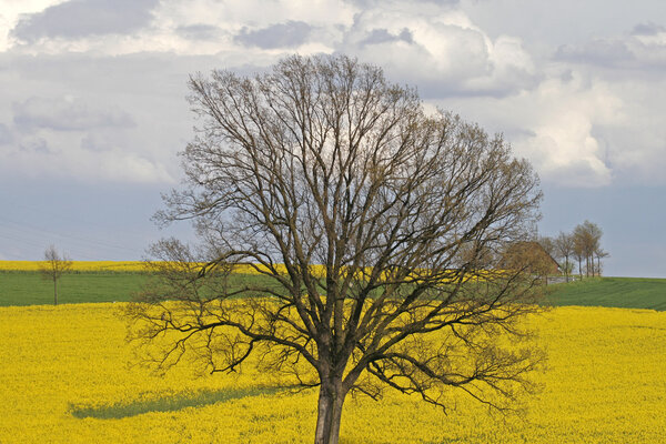 Tree with rape field, Lower Saxony, Germany, Europe