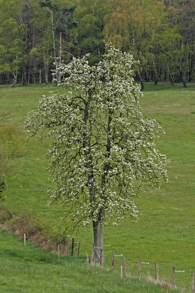 Päronträd på våren, hagen, lägre Sachsen, Tyskland, Europa — Stockfoto
