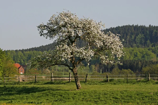 Apfelbaum im Frühling, georgsmarienhütte, niedersachsen, deutschland — Stockfoto
