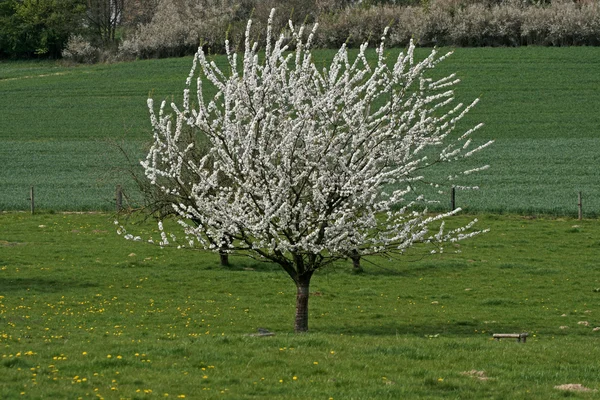 Вишневое дерево весной, Озил, Ловер Саксония, Германия, Европа — стоковое фото