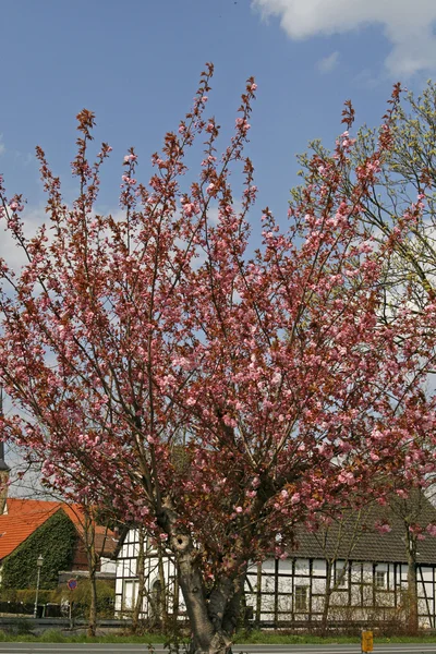 Cerejeira japonesa com fazenda na primavera, Prunus, Baixa Saxônia, Alemanha — Fotografia de Stock