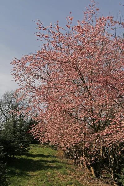 Cerezo japonés en primavera, Prunus, Baja Sajonia, Alemania — Foto de Stock