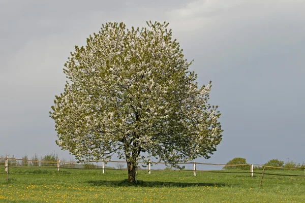 春天，低，萨克森，德国，欧洲的樱桃树 — 图库照片